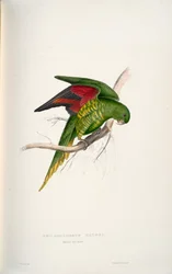 Trichoglossus chlorolepidotus